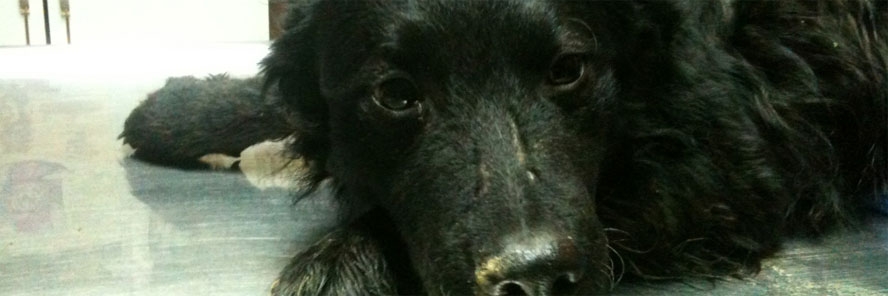 Policija vodi istragu o trovanju pasa, otrov se pojavio i u Zagrebu