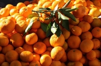 Policija spriječila krijumčarenje tone mandarina iz Hrvatske u BiH