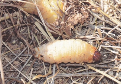 OBAVIJEST STANOVNICIMA PODSTRANE