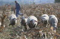 Strava na Svilaji: Zarobljene Rumunje tjerali da im čuvaju stoku