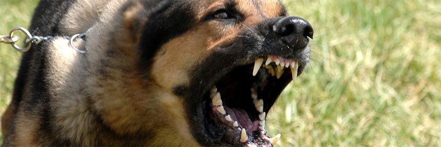 Kaštel: Policajac upucao psa, nakon što ga je napao