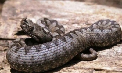 Poskok posjeduje vrlo snažan otrov izrazito jakog intenziteta. Njegov je otrov najjači od svih zmija ljutica Europe